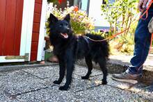 BIBI, Hund, Mischlingshund in Bergisch Gladbach