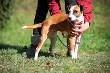 LUCIA, Hund, Foxterrier-Mix in Ungarn