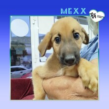 MEXX, Hund, Mischlingshund in Griechenland