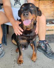 LALA, Hund, Rottweiler in Kroatien