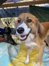 MARGHERITA, Hund, Mischlingshund in Italien