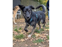 LEIF, Hund, Mischlingshund in Kunreuth