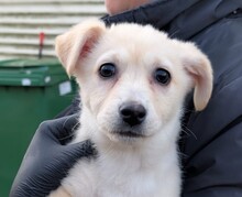 SUNNY, Hund, Mischlingshund in Rumänien