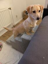 SUNNY, Hund, Mischlingshund in Hofbieber