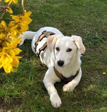 SIRIUS, Hund, Mischlingshund in Weinböhla