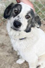 BIANCA, Hund, Mischlingshund in Griechenland