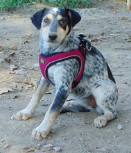 BABSI, Hund, Mischlingshund in Griechenland