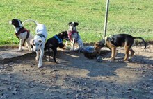 PEGGY, Hund, Mischlingshund in Griechenland