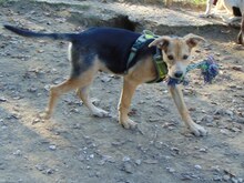 CODY, Hund, Mischlingshund in Griechenland