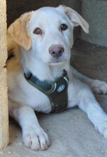 PACCO, Hund, Mischlingshund in Griechenland