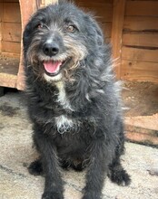 GISMO, Hund, Mischlingshund in Rumänien