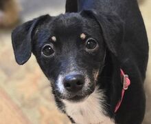 COCO, Hund, Mischlingshund in Gefrees