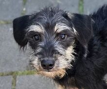 CASEY, Hund, Mischlingshund in Gefrees