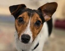 CLIO, Hund, Mischlingshund in Sparneck