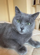 CHARIZMA, Katze, Russisch Blau in Bulgarien