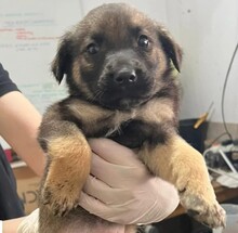 GOLIATH, Hund, Mischlingshund in Rumänien