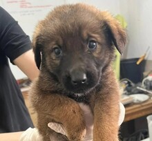 GANALANI, Hund, Mischlingshund in Rumänien