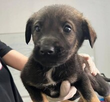 GRACE, Hund, Mischlingshund in Rumänien