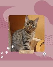 MIRABELLE, Katze, Europäisch Kurzhaar in Bulgarien