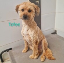 TOFEE, Hund, Pudel-Mix in Spanien