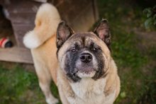HEXE, Hund, Akita Inu-Mix in Kroatien