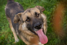 TERO, Hund, Deutscher Schäferhund-Mix in Kroatien