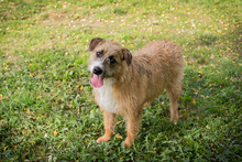 SALÜ, Hund, Mischlingshund in Kroatien