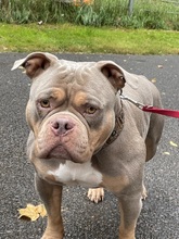 ZEUS, Hund, American Bully in Zweibrücken