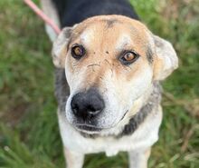 BOBBY2, Hund, Mischlingshund in Slowakische Republik
