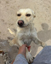 OTTO, Hund, Mischlingshund in Portugal