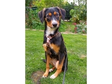 CARLOS2, Hund, Mischlingshund in Adelsdorf