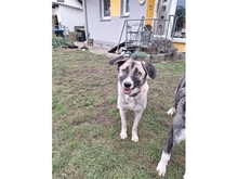 LEYDA, Hund, Mischlingshund in Kunreuth