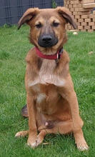 STOFFEL, Hund, Mischlingshund in Mönchengladbach