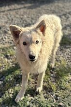 TIBOR, Hund, Samojede-Hrvatski Ovcar-Mix in Kroatien