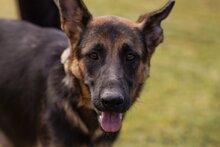 SENTA, Hund, Deutscher Schäferhund-Mix in Kroatien