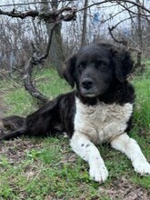 FOGGIA, Hund, Mischlingshund in Rumänien