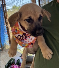 ZORAL, Hund, Mischlingshund in Ungarn