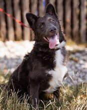 BLU, Hund, Mischlingshund in Kroatien