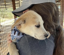 ZAMIRA, Hund, Mischlingshund in Ungarn