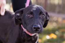 PAULA, Hund, Mischlingshund in Kroatien