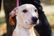 HACHIKO, Hund, Mischlingshund in Kroatien