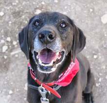 OLIVER, Hund, Mischlingshund in Esens