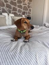 WHISKEY, Hund, Mischlingshund in Griechenland