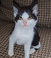 MAUNZI, Katze, Hauskatze in Rumänien