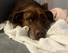 VITTO, Hund, Mischlingshund in Ingelfingen