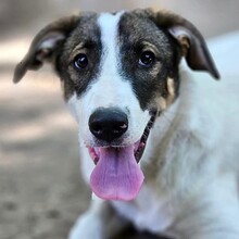 LUNA, Hund, Mischlingshund in Rumänien