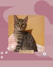 SILVER, Katze, Europäisch Kurzhaar in Bulgarien