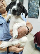 DUPLO, Hund, Mischlingshund in Meppen