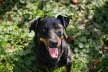 ROCCO, Hund, Mischlingshund in Kroatien