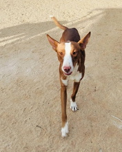 TURRON, Hund, Podenco in Spanien